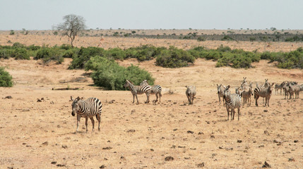 Fototapeta na wymiar Kenya, Tsavo East - Zebras in their reserve