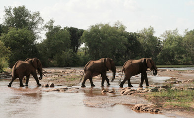 Kenya, Tsavo East - Elephants in their reserve