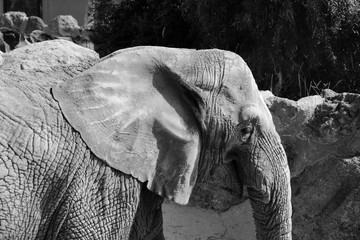 Animal 1