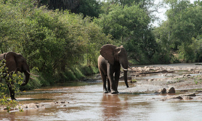 Fototapeta na wymiar Kenya, Tsavo East - Elephants in their reserve
