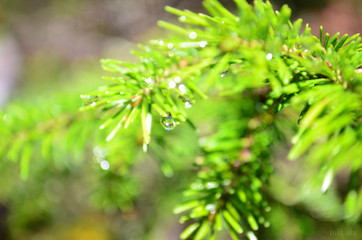 branch of a tree