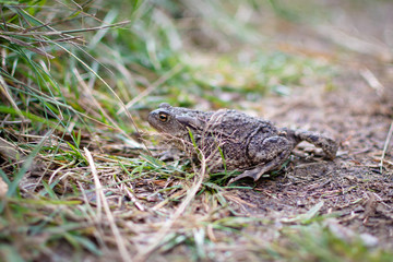 closeup of toad in forest