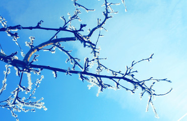 A branch against a blue sky