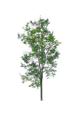 Obraz premium Green Tree isolated at on white background of file with Clipping Path .