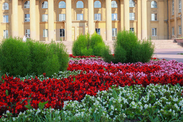 Blooming red flowers in the city park.