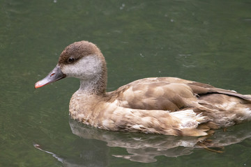 Sarcelle hottentote -  Anas hottentota - sur l'&eacute;tang