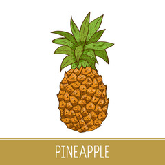 A pineapple. Tropical plant. Sketch. Color.