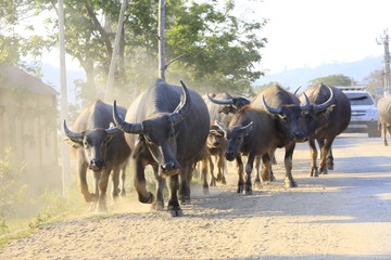 Buffalo walking on street 
