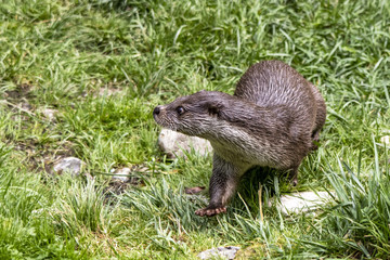 Loutre d’Europe - Lutra lutra - en gros plan