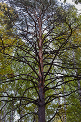 Bottom view of the trunk of an old pine with thick branches