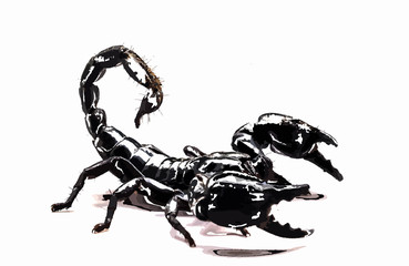 scorpion in white background