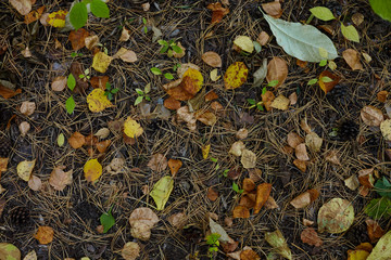 Autumn leaves and beautiful with forest ground
