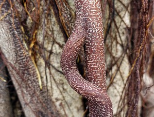 Banyan Tree Branches