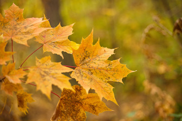 Naklejka na ściany i meble Beautiful background with autumn leaves