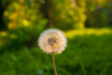 dandelion in the grass