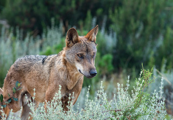 Obraz premium Canis Lupus Signatus standind and lookig to the right direction