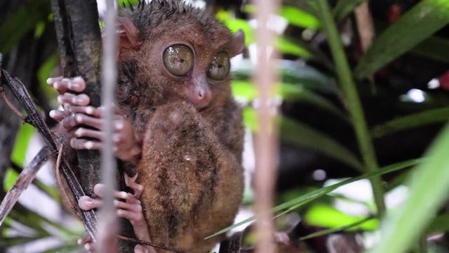 Slow motion close-up shot of wet tarsier clinging to tree and blinking with one eye in Bohol, The Philippines