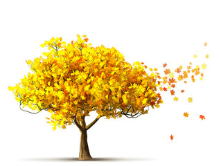 autumn maple tree - obrazy, fototapety, plakaty