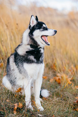Obraz premium Closeup portrait of lovely fluffy mammal grey husky puppy with brown eyes. Beautiful adorable furry little dog at nature in autumn. Cute breeding pet have fun outdoor. Lonely wolfish carnivore animal.