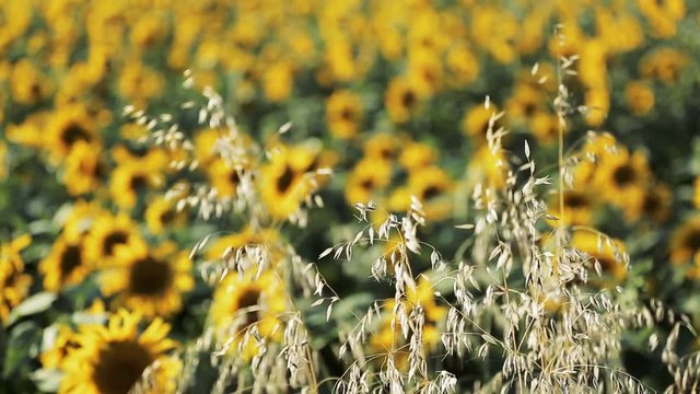 Champs de tournesol en fleurs VII