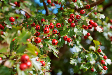 Red hawthorn berries. Medical boysenberry. Ripe Hawthorn.  
