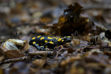 Fire Salamander - Salamandra salamandra, beautiful black and yellow amphibian from European forests, Czech Republic.