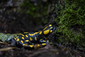 Fire Salamander - Salamandra salamandra, beautiful black and yellow amphibian from European forests, Czech Republic.