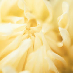 Abstract flowers yellow background. Delicate macro floral blurred background