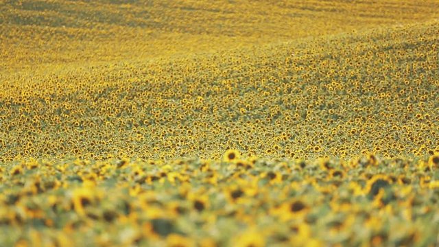 Champs de tournesol en fleurs II