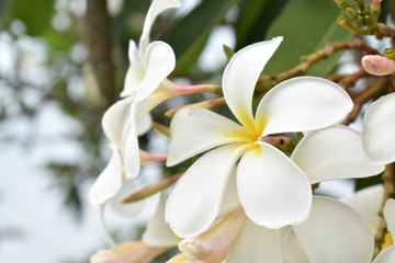 Obraz na płótnie Canvas White Flower