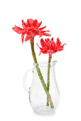 Two red torch ginger (Etlingera elatior or zingiberaceae) in the vase isolated on white background