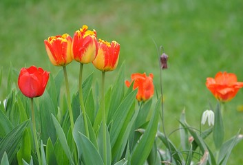 Tulpenbeet im Garten