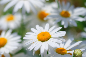 Close-up Shot of Chamomiles