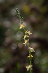 Small yellow flowers