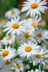 Close-up Shot of Chamomiles