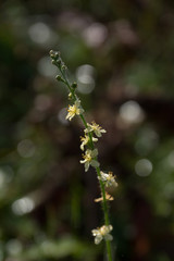 Small yellow flowers