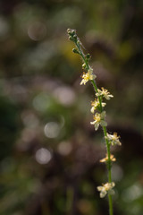 Small yellow flowers