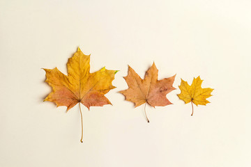 Autumn maple leaves on beige background. Flat lay.