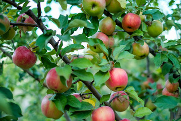 a lot of apples on the tree