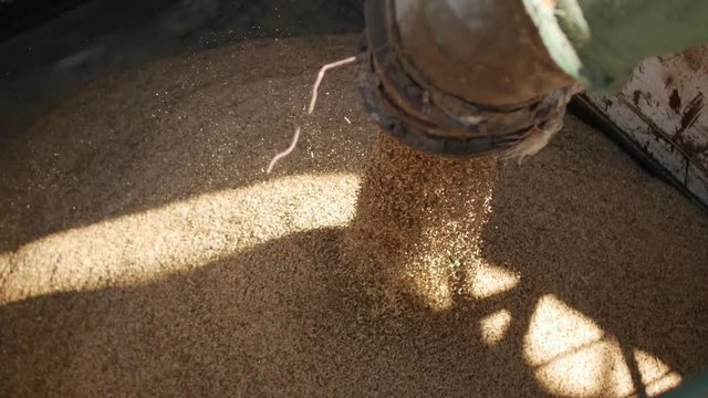Grains of wheat are loaded into a truck, Plant of bread products, enterprise of milling and feed industry