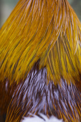 Chicken on bamboo which has background bokeh green