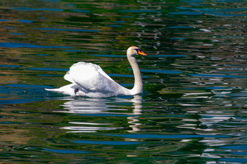 beautiful white swan swimming calmy in lake lucerne switzerland 