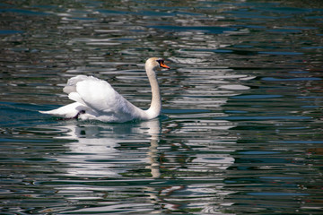 beautiful white swan swimming calmy in lake lucerne switzerland 