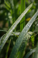 dew on the grass