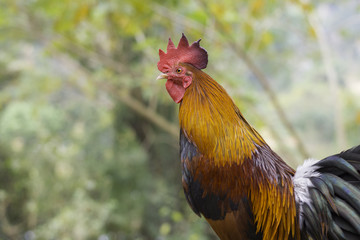 Chicken on bamboo which has background bokeh green