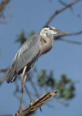 Great Blue Heron (Ardea Herodias)