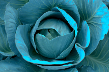 blue cabbage 