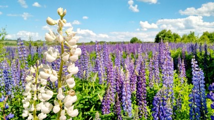 Fabulous flower fields