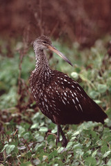 Lipkin (Aramus Guarauna)