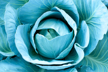 blue cabbage plant in the garden